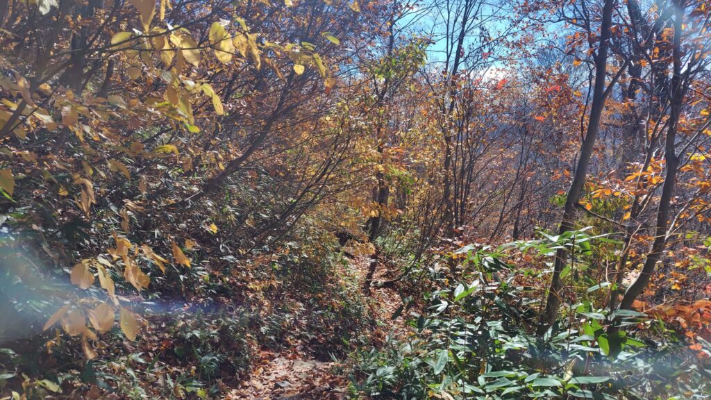 下山路の紅葉