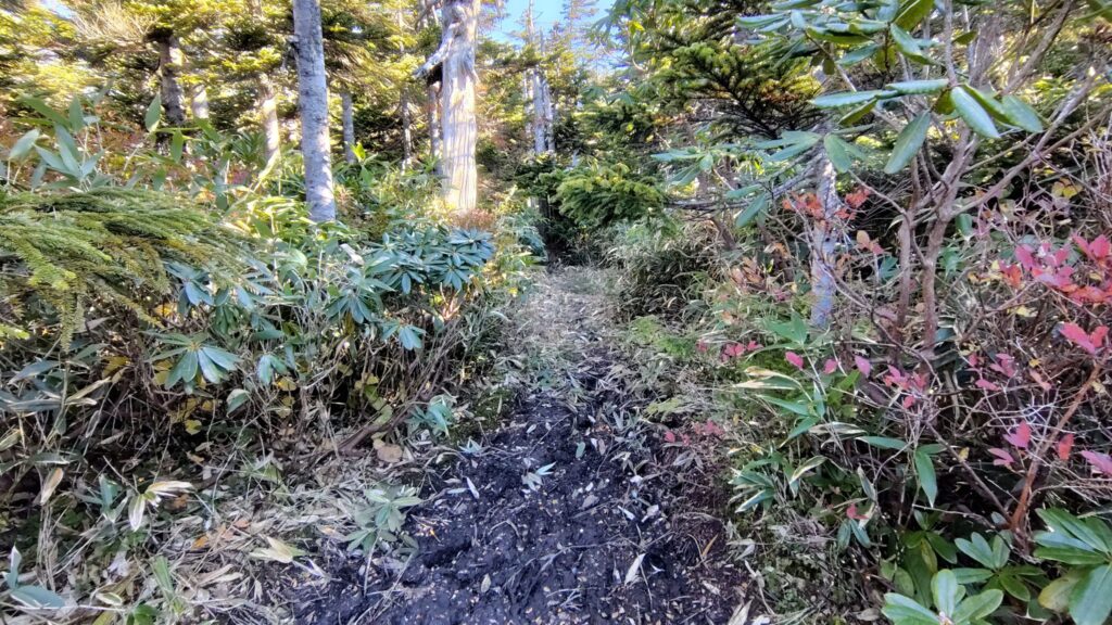 家形山から烏帽子山方面へ続く縦走路のぬかるみ
