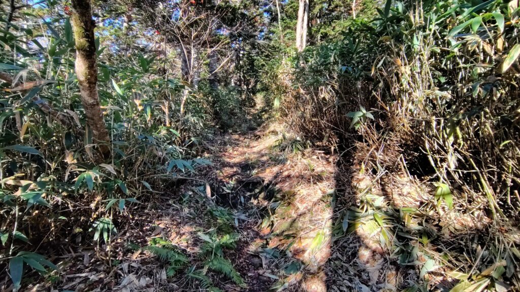 両側を笹やぶに囲まれた縦走路。広く刈り払われている