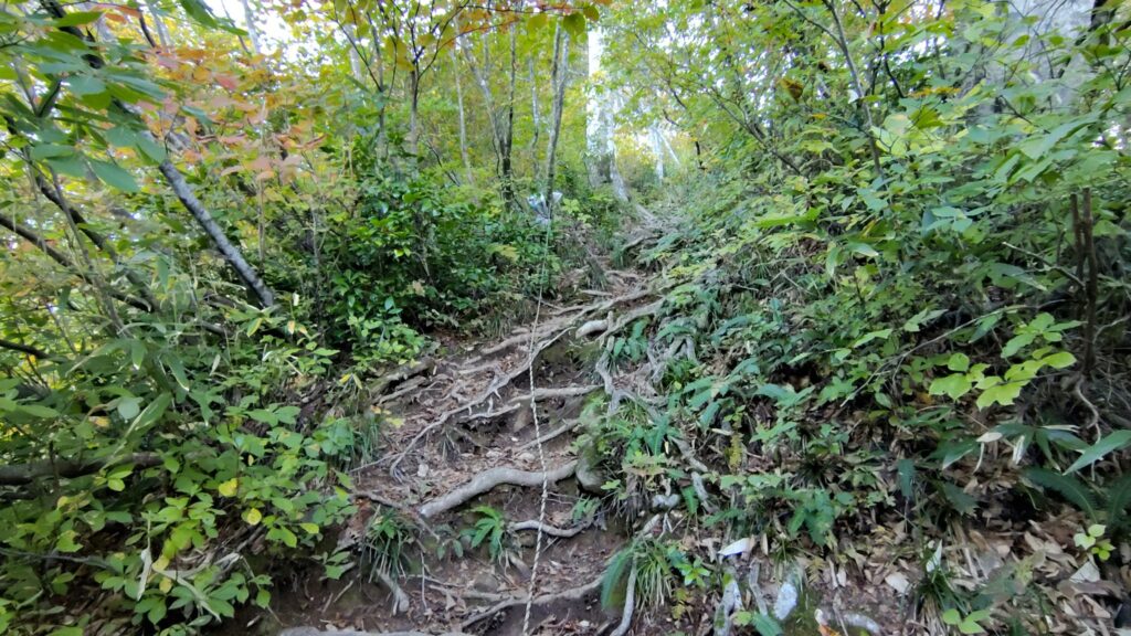 樹林帯の中のロープのある急登