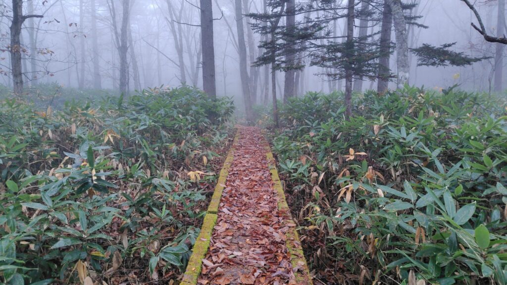 笹の中に続く散策路の木道