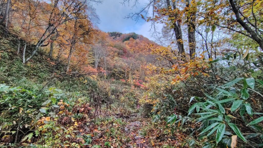 沢沿いの紅葉