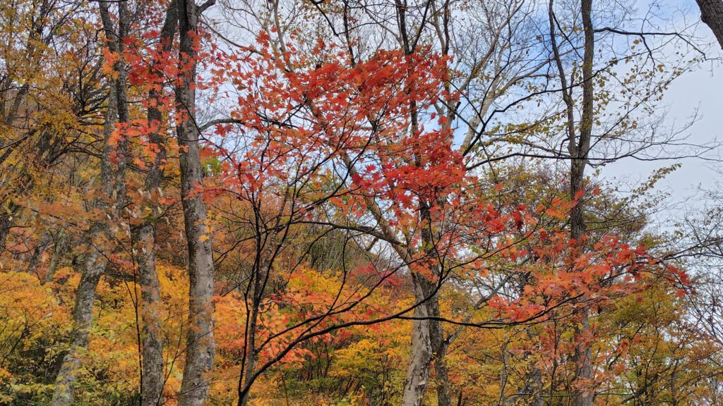 戸隠牧場へ下る途中の紅葉