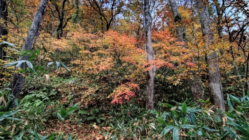 赤く色づいた紅葉の林
